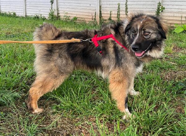 PRUGNA BELLISSIMA CAGNOLONA Foto 7